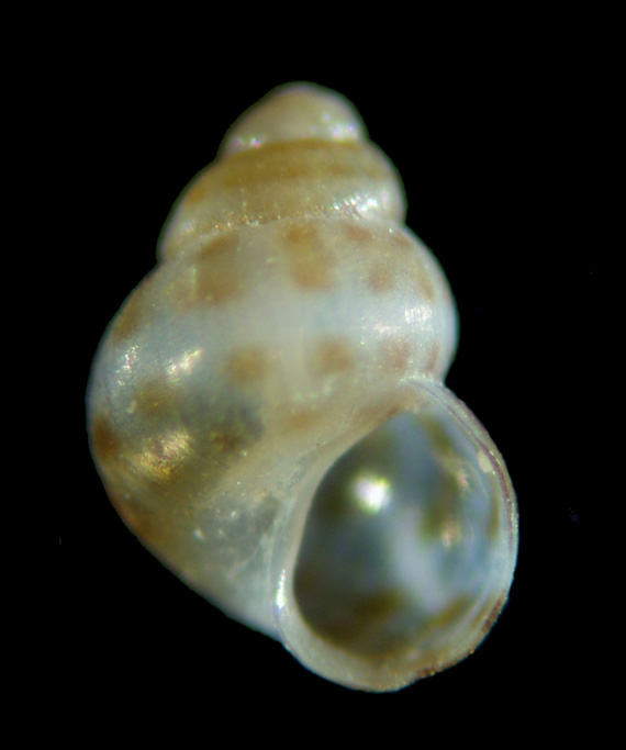 Il genere Setia e Crisilla nel Mediteraneo